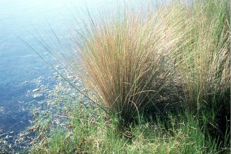 Flood-Prone Yards Need Roots That Can Take Moisture