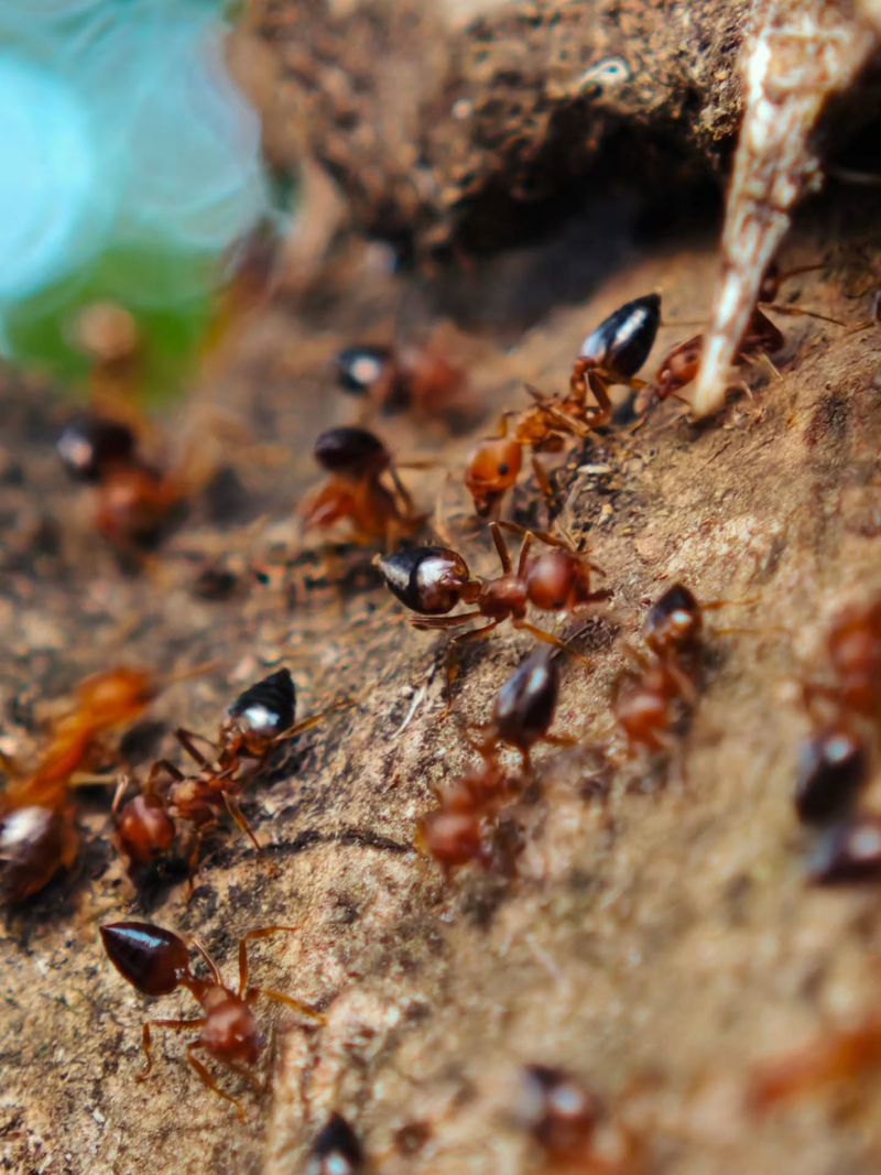 Flooding Scatters Colonies To New Spots