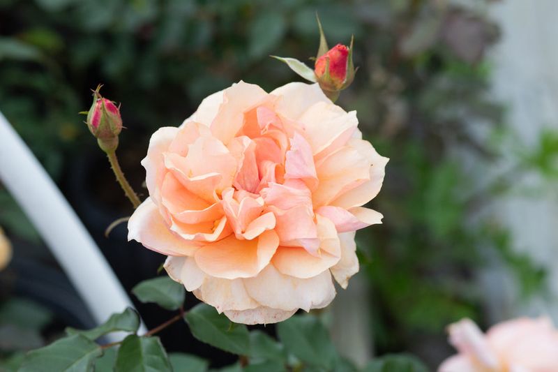 Floribunda And Sunbelt Series (E.G., Sunbelt Soul Sister) Floribunda And Sunbelt Series (E.G., Sunbelt Soul Sister)