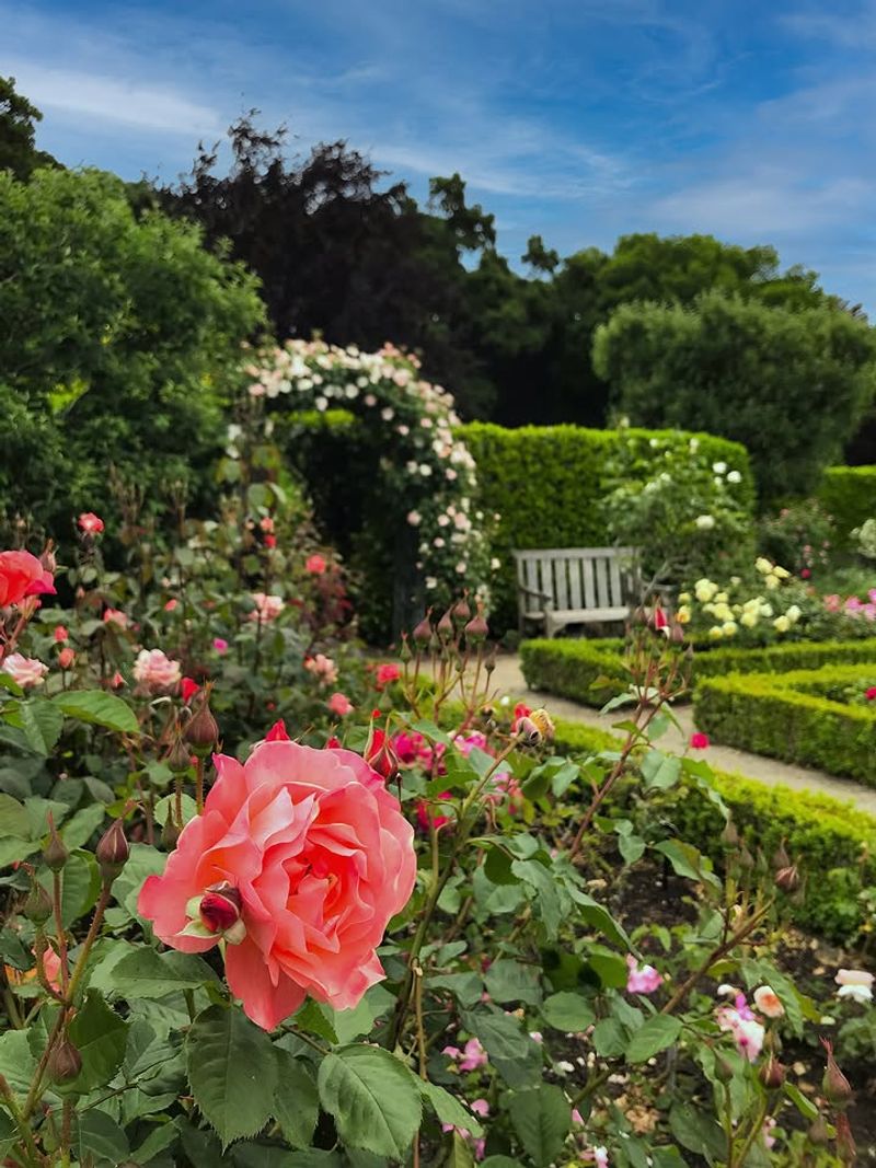Floribunda Roses 