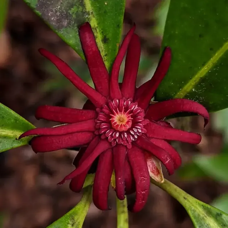 Florida Anise Brings Strong Fragrance To Shady Corners Florida Anise Brings Strong Fragrance To Shady Corners