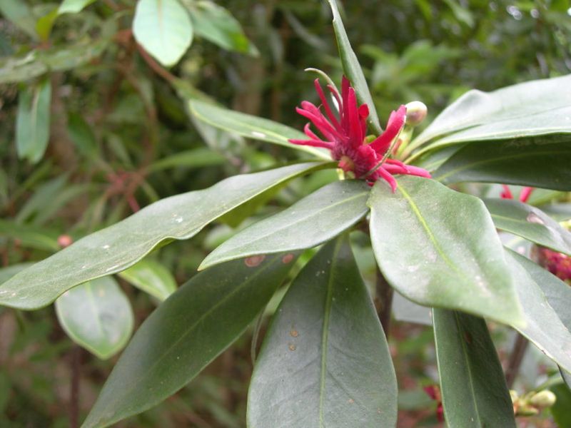 Florida Anise Makes A North-Facing Entry Feel Lush