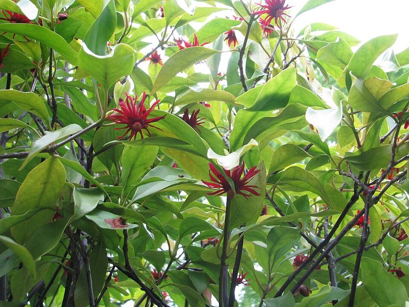 Florida Anise Makes Shady Corners Look Lush Florida Anise Makes Shady Corners Look Lush