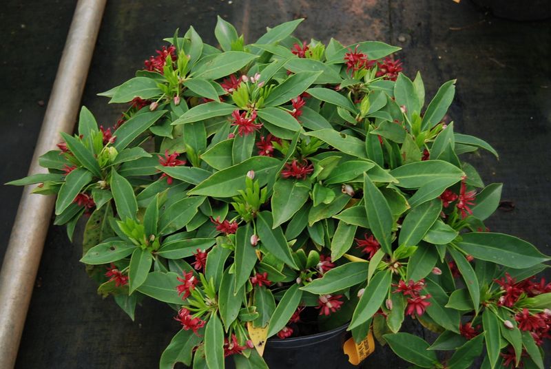 Florida Anise Makes Shady Foundations Look Lush And Intentional Florida Anise Makes Shady Foundations Look Lush And Intentional