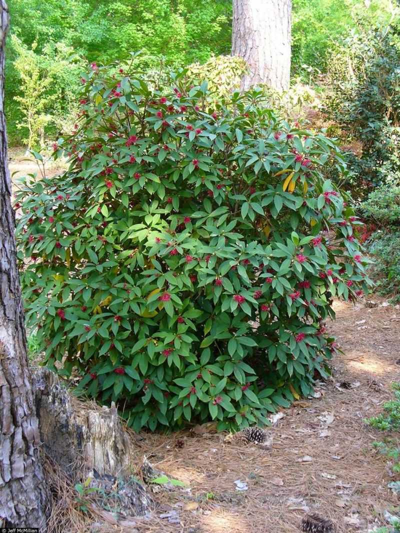 Florida Anise Turns Shaded Entries Into Lush Native Layers