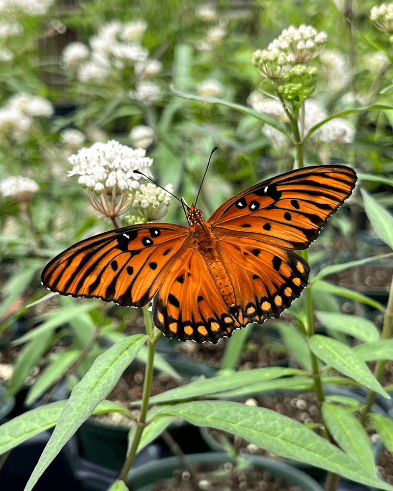 Florida Butterfly Botanicals Serves Pollinator Gardeners In The Redland Florida Butterfly Botanicals Serves Pollinator Gardeners In The Redland