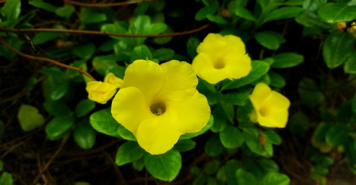 Pentalinon Luteum