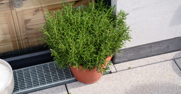 rosemary