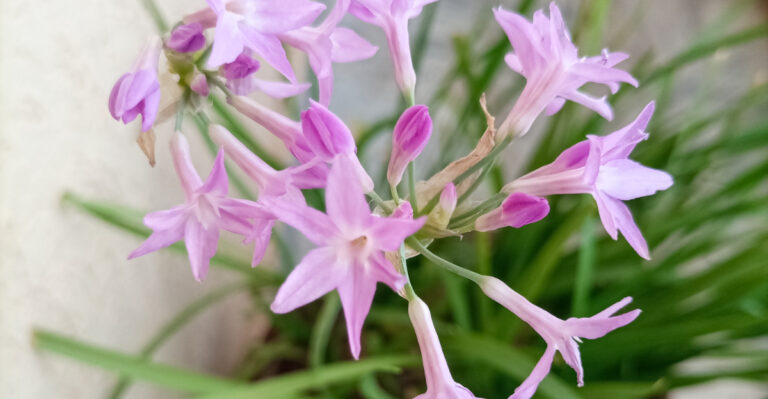 potted society garlic