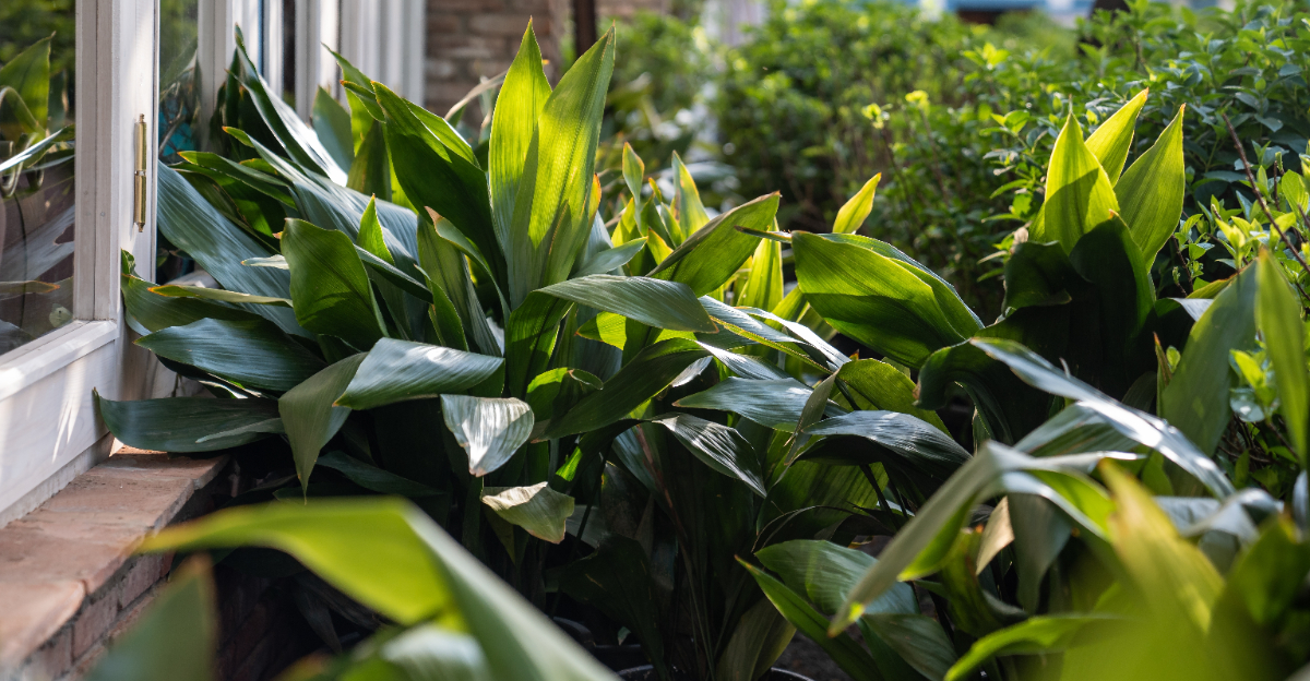 cast iron plant