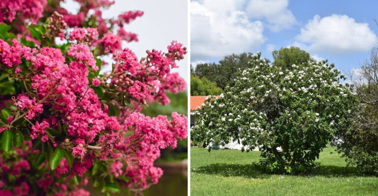 Florida Flowering Trees That Outperform Hibiscus As A Garden Focal Point