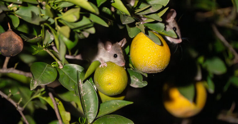 rats in fruits