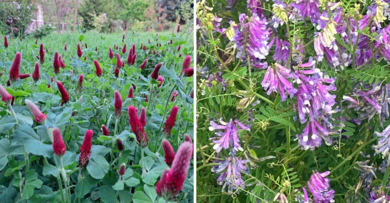 Florida Gardeners Are Growing These 7 Soil-Building Plants For A Healthier Yard
