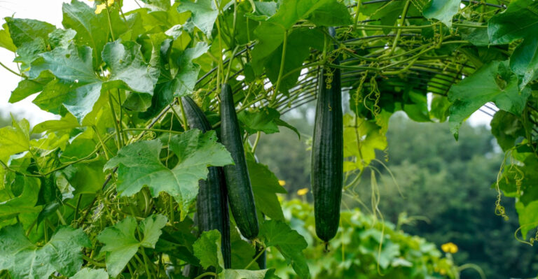 Florida Gardeners Should Plant These Trellis Crops Before Summer Heat Peaks