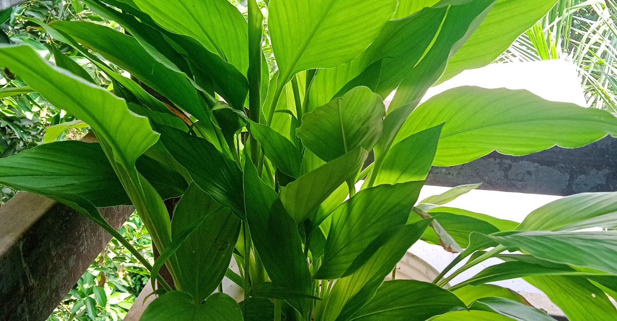 turmeric plant