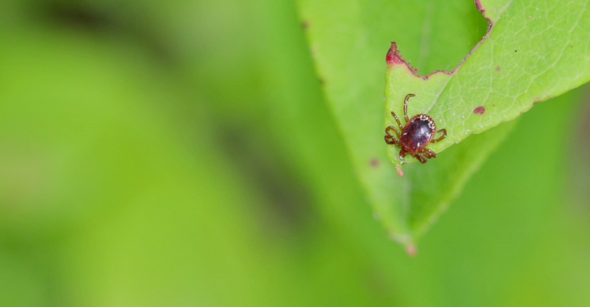 Lone Star tick
