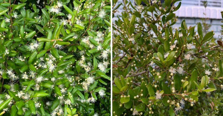 Florida Homeowners Are Using This Native Hedge Instead Of Vinyl Fence