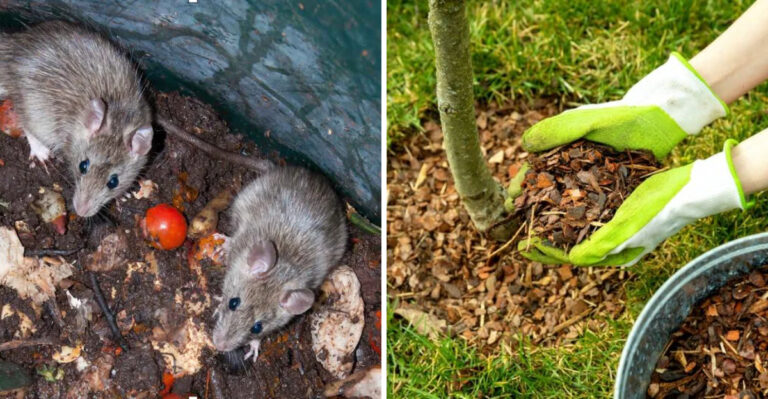 rats and mulch