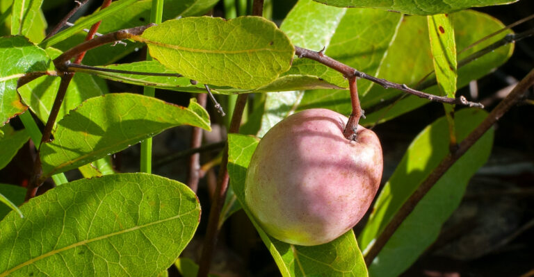 gopher apple
