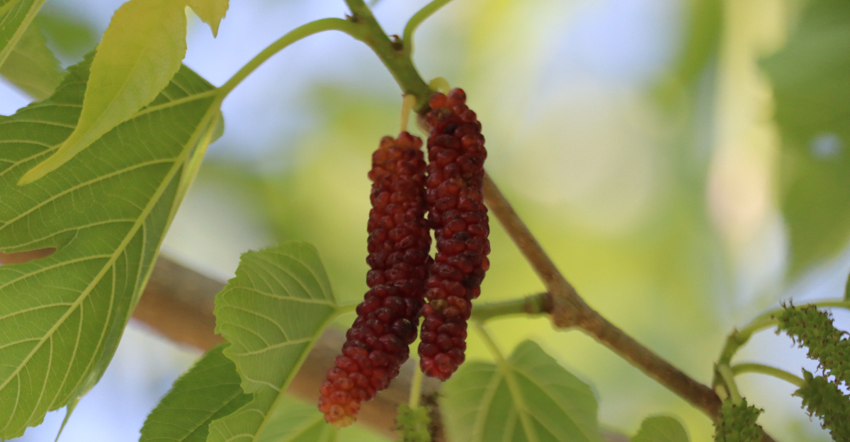red mulberry