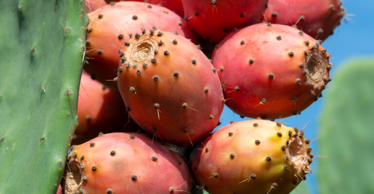 Prickly pear fruits