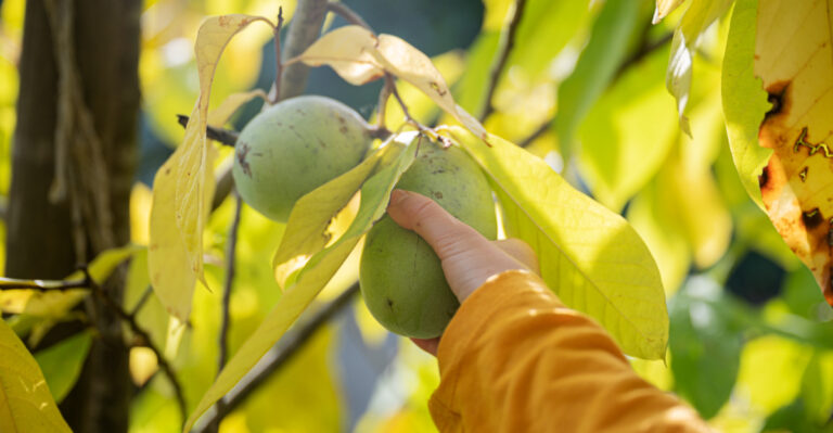 Pawpaw