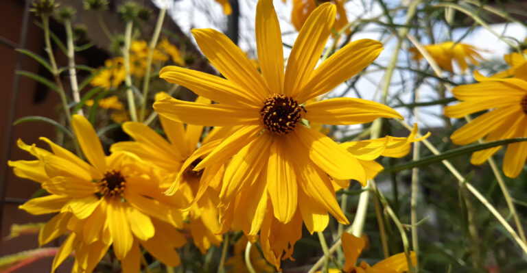 Helianthus angustifolius