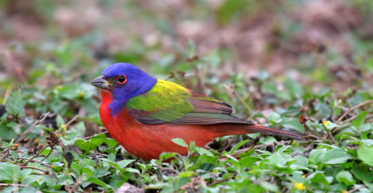 Florida Native Groundcovers That Help Painted Buntings Feel At Home