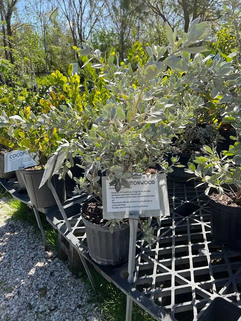 Florida Native Plants Nursery Brings Wild Sarasota Beauty Home