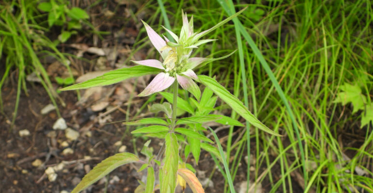 Monarda punctata
