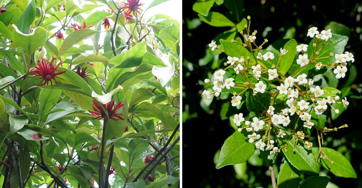 florida anise and simpson's stopper