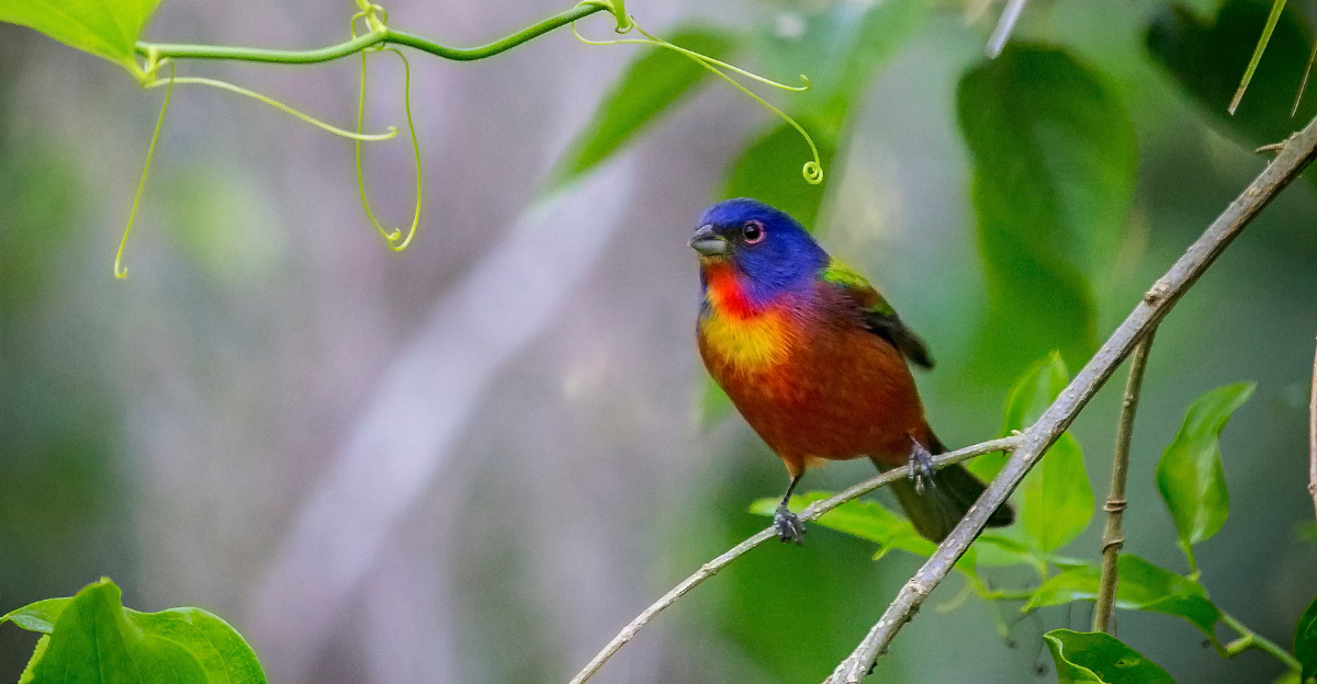 painted bunting