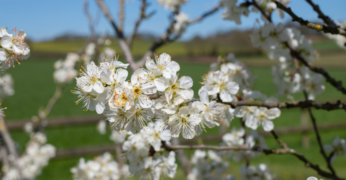Chickasaw plum