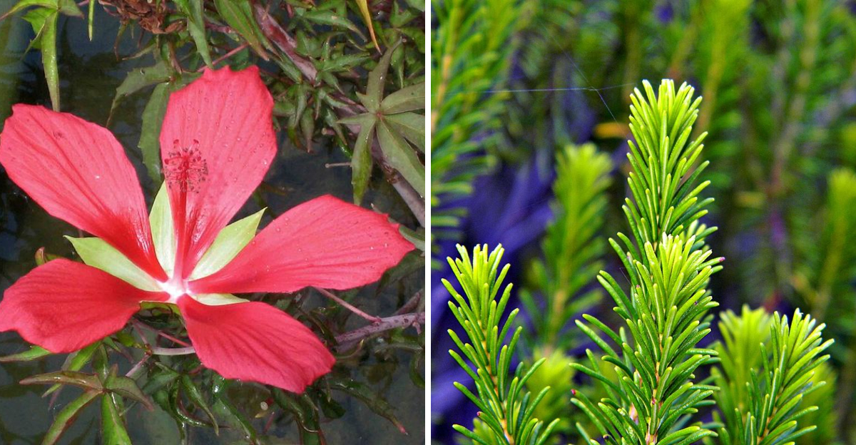 scarlet hibiscus and florida rosemary