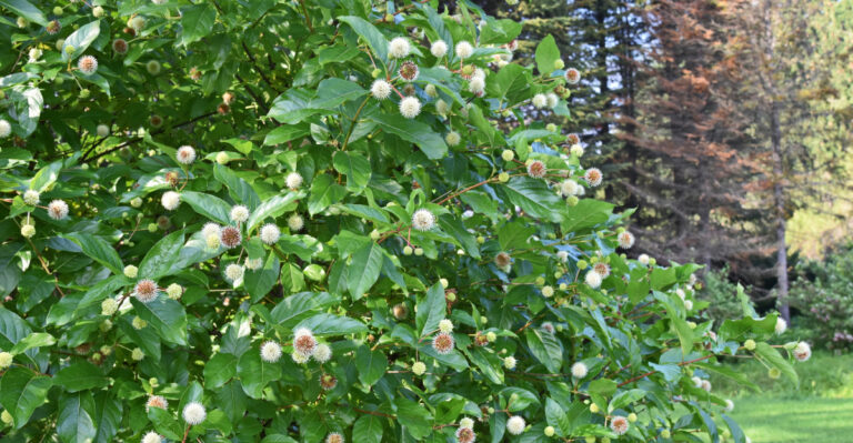 buttonbush