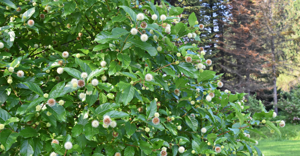 buttonbush