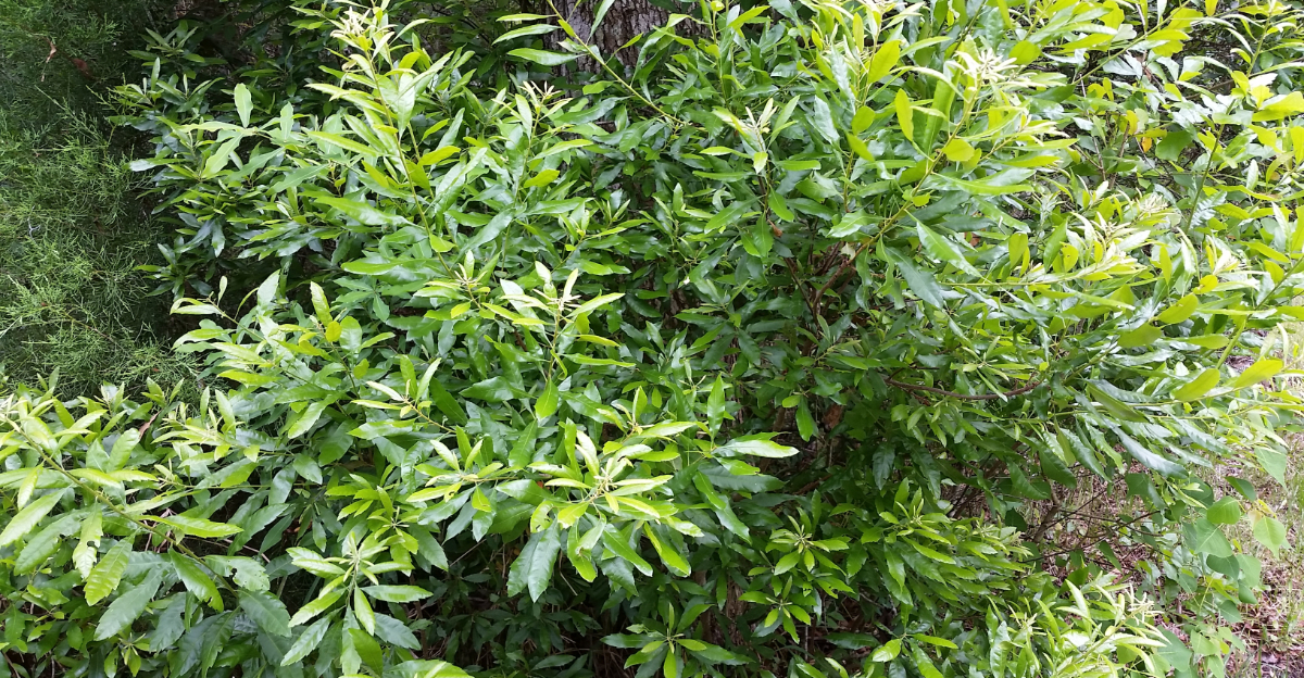 wax myrtle
