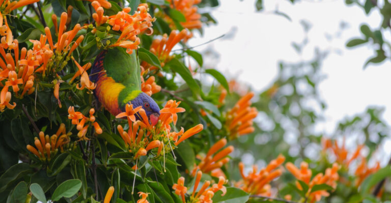 Florida Native Vines That Support Other Backyard Birds Besides Painted Buntings