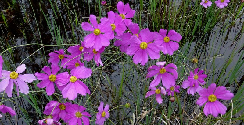 Florida Native Wildflowers Ships Native Seeds And Starter Plants From Melbourne, FL Florida Native Wildflowers Ships Native Seeds And Starter Plants From Melbourne, FL