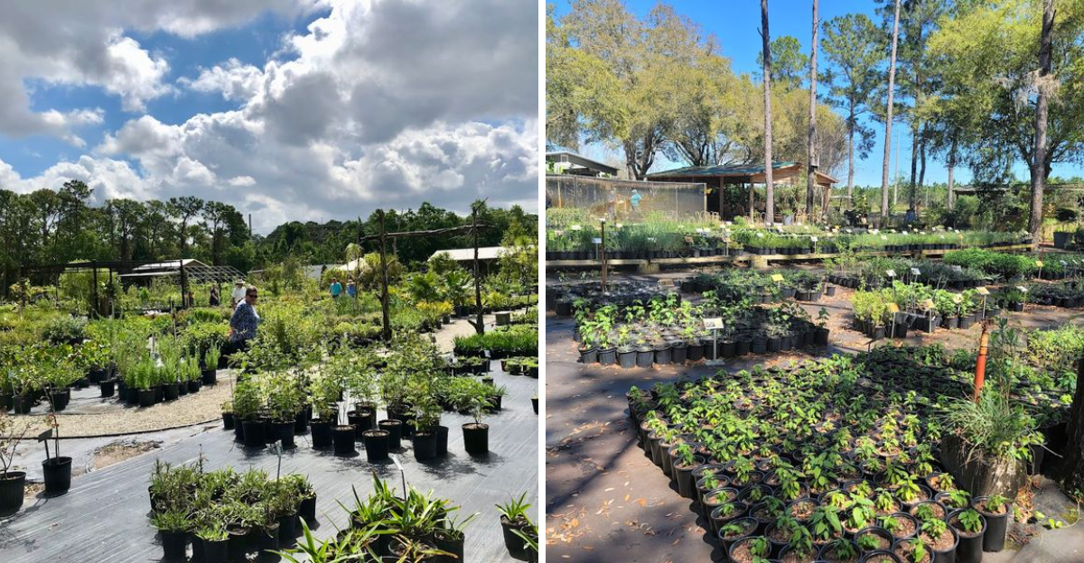florida native nurseries