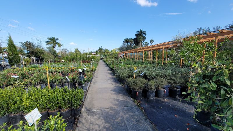 Florida Nursery Mart Gives Broward Gardeners A Big Native Selection Florida Nursery Mart Gives Broward Gardeners A Big Native Selection
