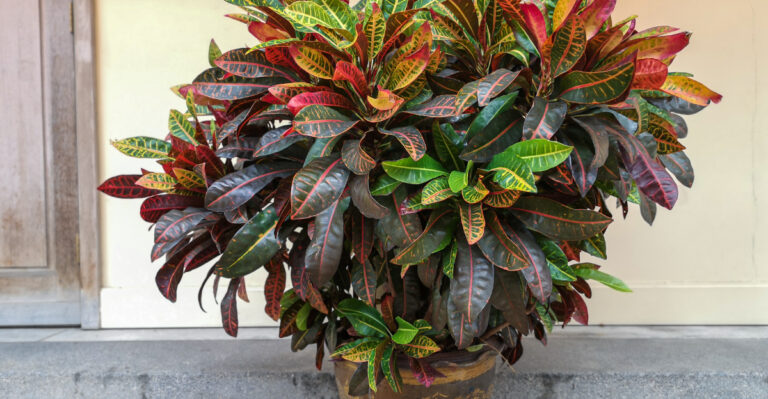 potted croton
