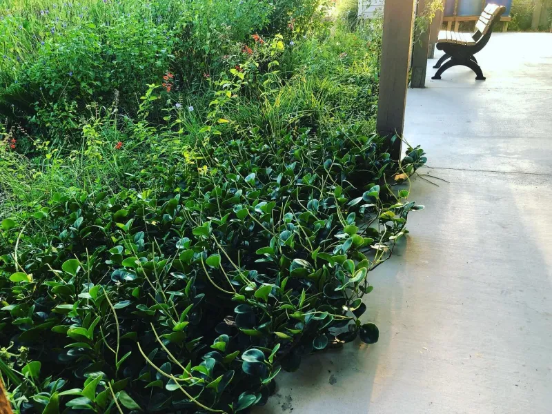 Florida Peperomia Glosses Up Low Path Edges