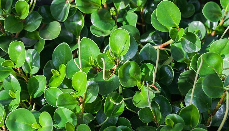 Florida Peperomia Glosses Up Warm Shady Path Edges Florida Peperomia Glosses Up Warm Shady Path Edges