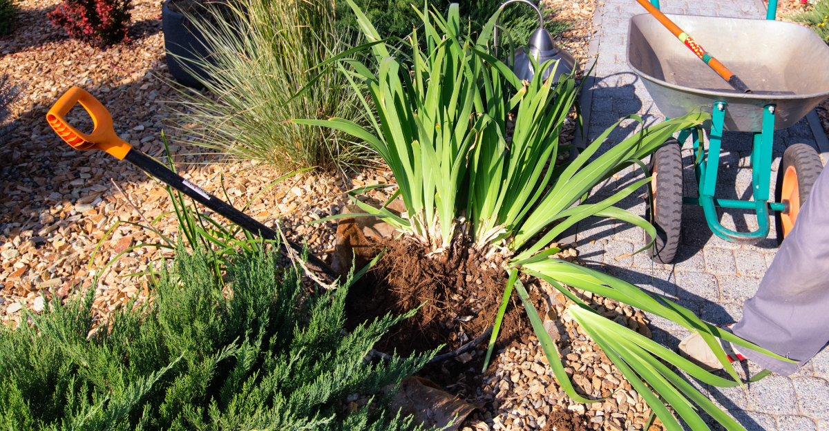 dividing iris plant