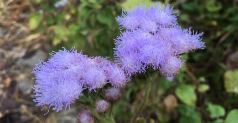 blue mistflower