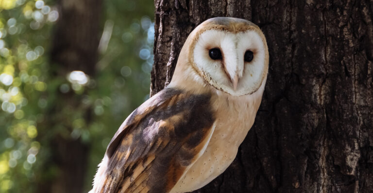 barn owl