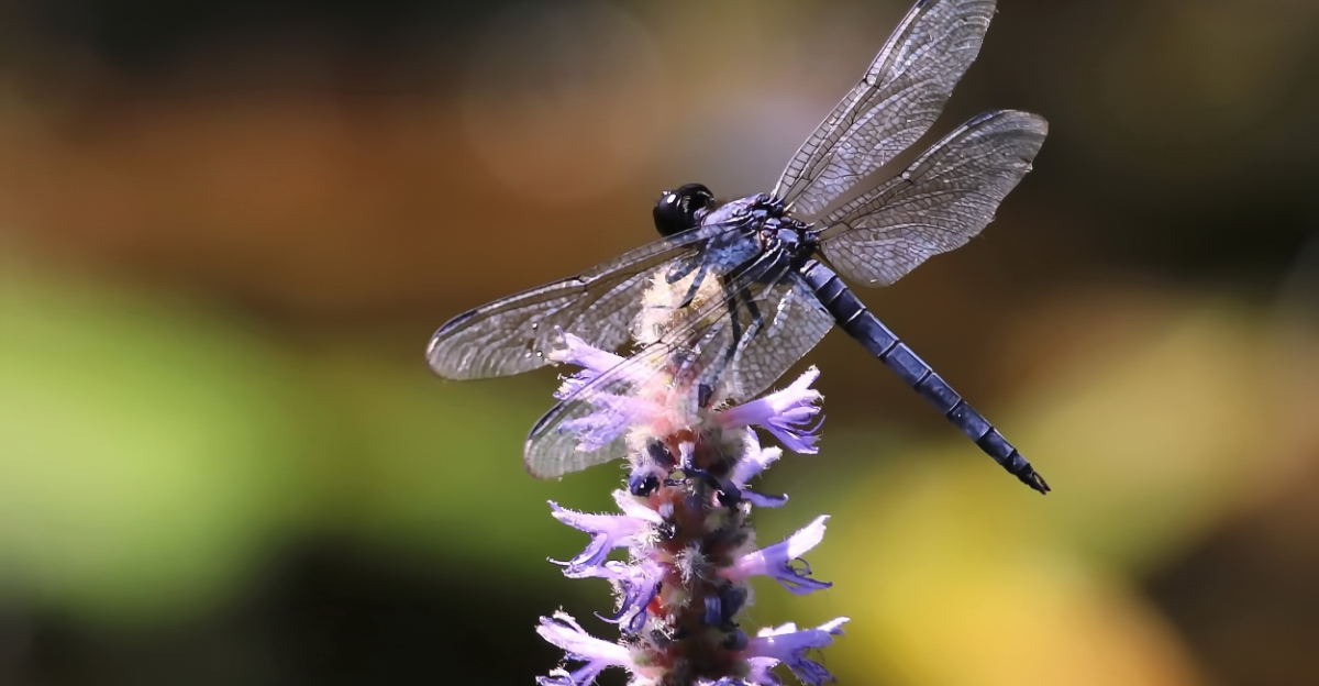 Slaty Skimmer Dragonfly on a Pickerelweed Wildflower