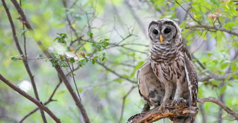 owl on a tree