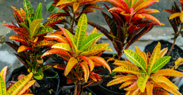 croton